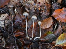 Psathyrella corrugis