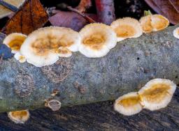 Stereum ochraceoflavum