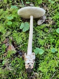 Amanita battarrae