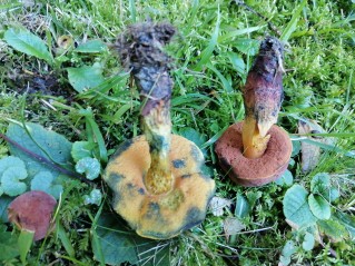 Suillellus queletii