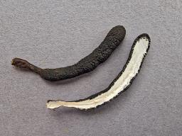 Xylaria longipes