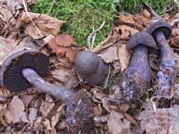 Cortinarius violaceus