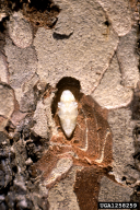 Phaenops cyanea