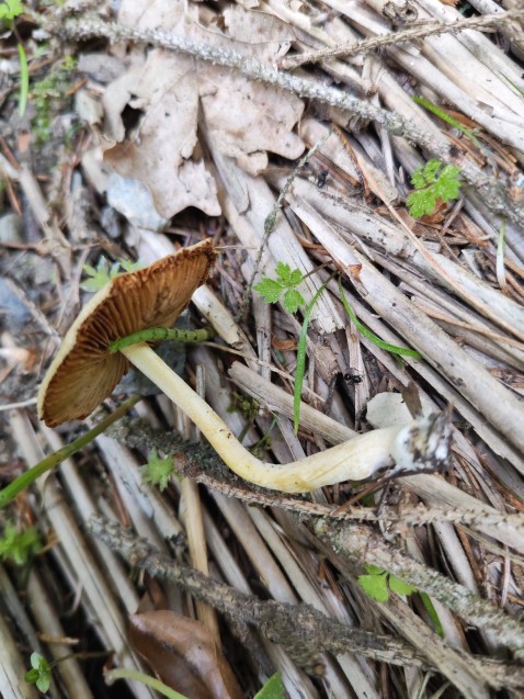 Bolbitius titubans