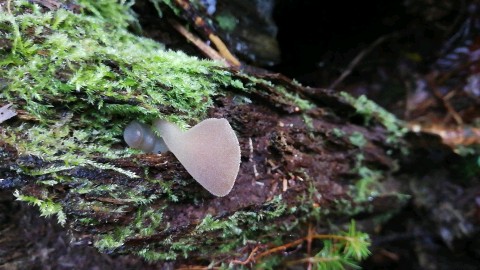 Pseudohydnum gelatinosum