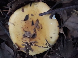 Russula ochroleuca