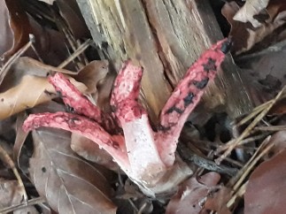 Clathrus archeri