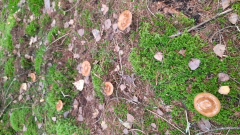 Paxillus involutus