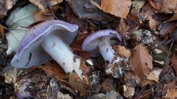 Cortinarius caerulescens