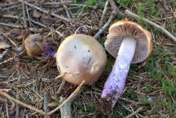 Cortinarius stillatitius