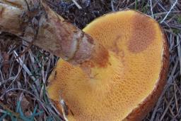 Suillus tridentinus