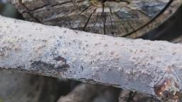 Peniophora lycii