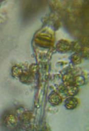 Tulostoma brumale