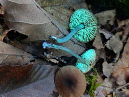 Callistosporium luteo-olivaceum