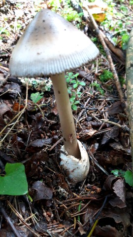 Amanita battarrae