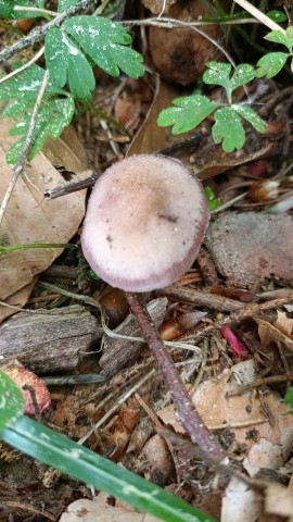 Mycena pura