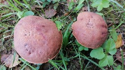 Suillellus queletii