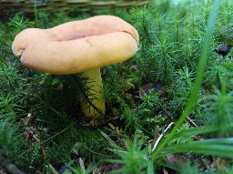 Lactifluus volemus