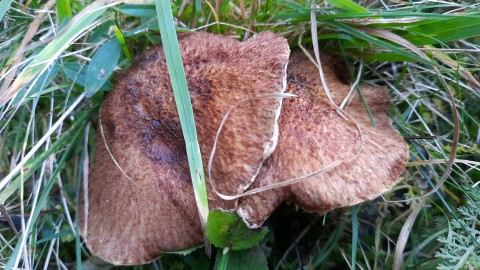 Suillus cavipes