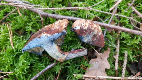 Cyanoboletus pulverulentus