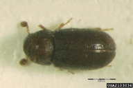 Cryphalus abietis