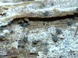 Vexillomyces atrovirens