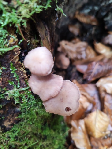 Laccaria amethystina