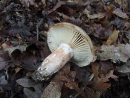 Russula albonigra