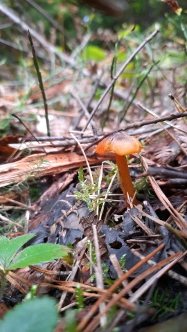 Hygrocybe conica