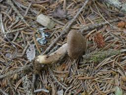 Inocybe subcarpta