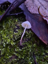 Cystolepiota seminuda