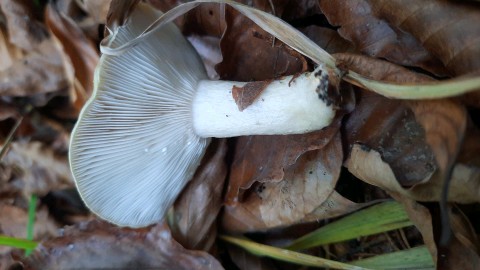 Lactarius blennius