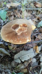 Butyriboletus appendiculatus