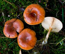 Paralepista flaccida