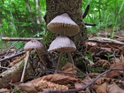 Mycena polygramma