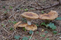 Russula fragrans