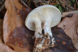 Clitocybe phaeophthalma