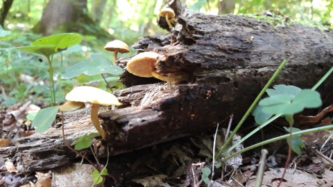 Pholiota tuberculosa