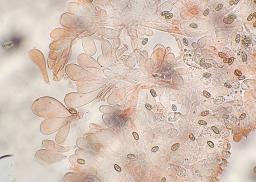 Pseudosperma obsoletum