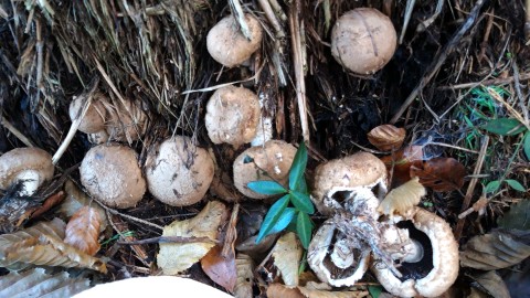 Agaricus bisporus