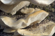 Trametes pubescens