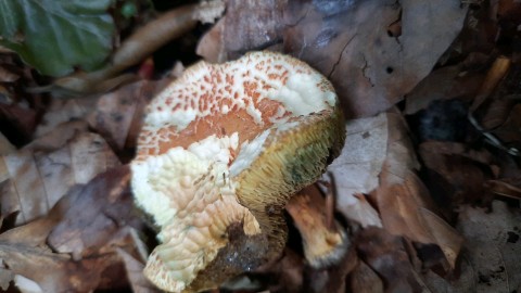 Rheubarbariboletus armeniacus