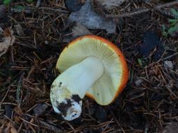 Russula aurea