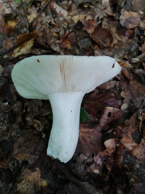 Russula heterophylla