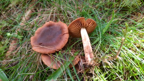 Cortinarius cinnamomeus