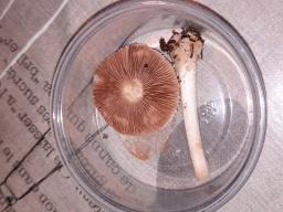 Volvariella hypopithys