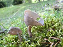 Helvella macropus