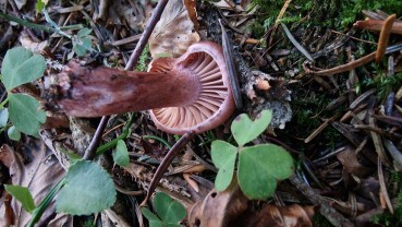 Hygrophorus capreolarius