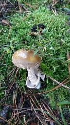 Amanita battarrae