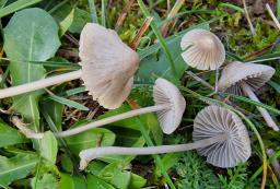 Mycena aetites